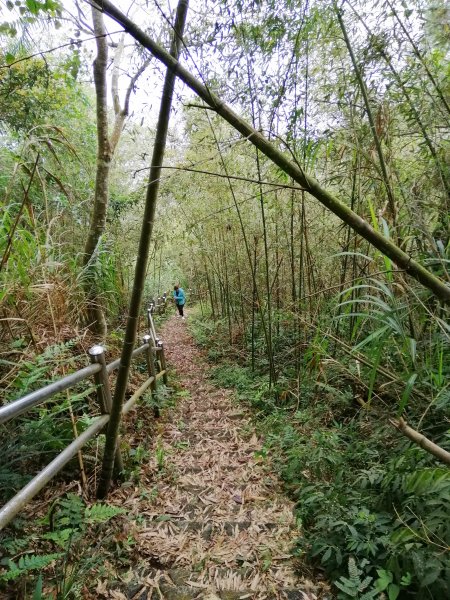 荒草漫漫。 #61小百岳~大湖尖山步道936896