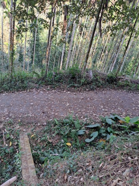 竹山八通關古道社寮段+陳東坑山+溪洲大山ｄ型走202302192037480