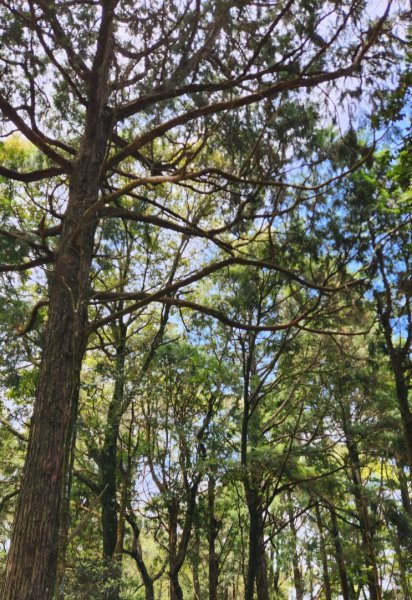 【中級山縱走】最美中級山，鳶嘴西稜縱走（鳶嘴山，醜崠山，長壽山）2741349