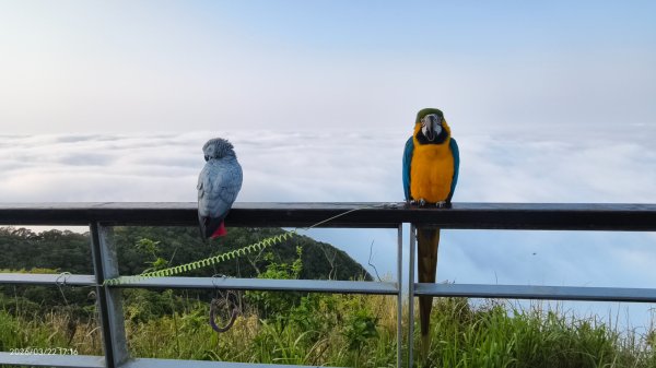 #觀音山 #雲瀑 #雲海 #夕陽 #琉璃光 3/223020074