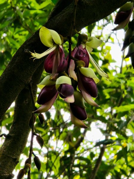 台中大坑頭嵙山（大冠鷲／木蜂／五色鳥／血藤花／鳳凰花）2756677