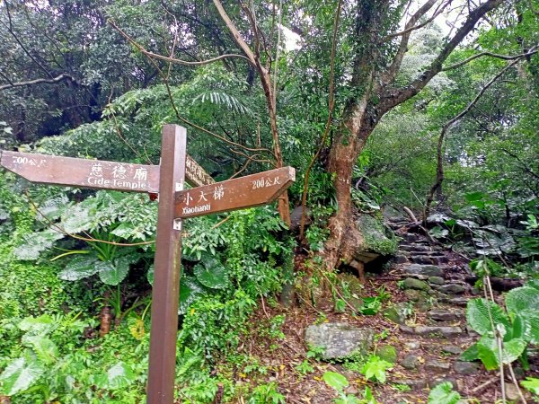 雨中漫步淡水跤頭趺崙步道、楓樹湖步道、天元宮1618541