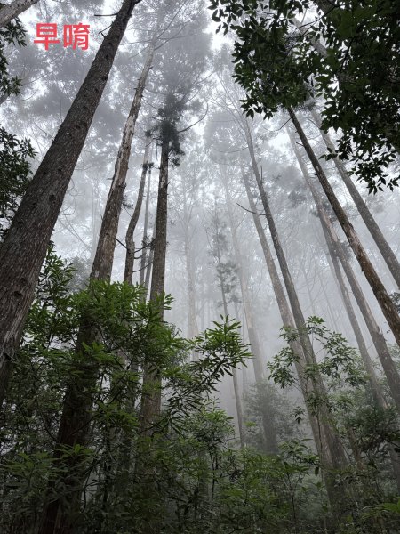 橫嶺山走走避暑趣 2025.6.112815424