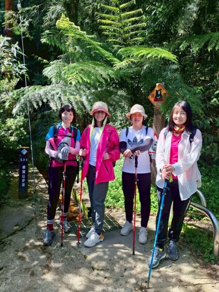 【台中和平】筆直的杉林.林相優美。 橫嶺山x沙連山P型2869015