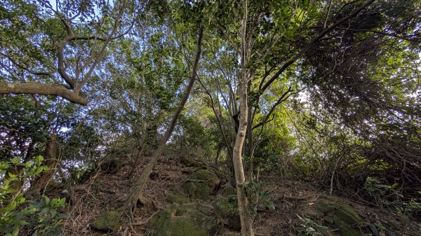 114.11.23龍泉山寺-成福山-十八羅漢岩-石門內尖山-石門內尖山東峰之旅2943733