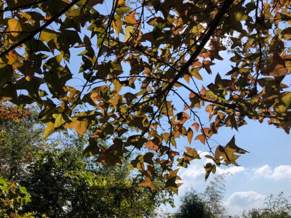 嘉義縣番路鄉二延平山1965528