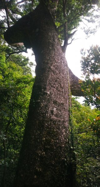 大林油杉步道～倒吊三山大O走958359