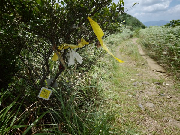 [淡蘭古道] 2026_0531 北路第一段_燦光寮古道(中)-陡坡3070885