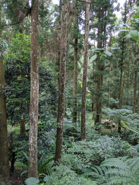 東眼山國家森林遊樂區1056001