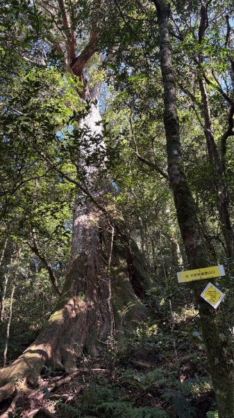 山毛櫸「最後一舞」2955252