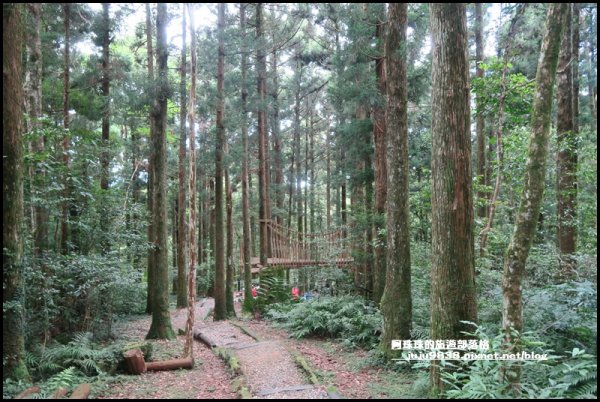 東眼山打卡新亮點森林裡的木構裝置藝術1021751