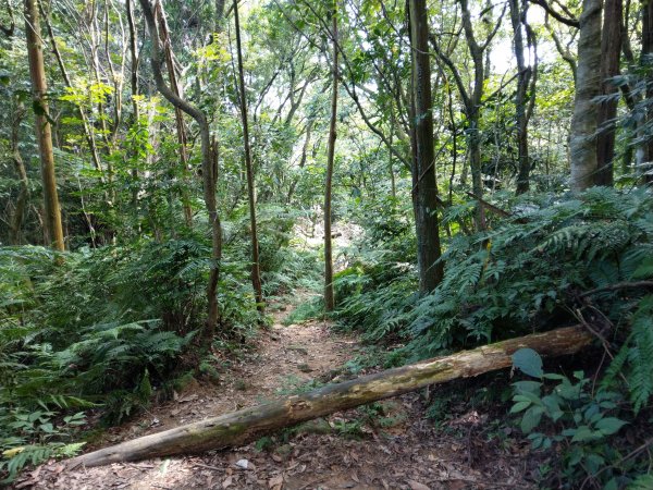 指南宮步道1453934