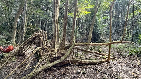 白毛山 逆O繞 202609203123109