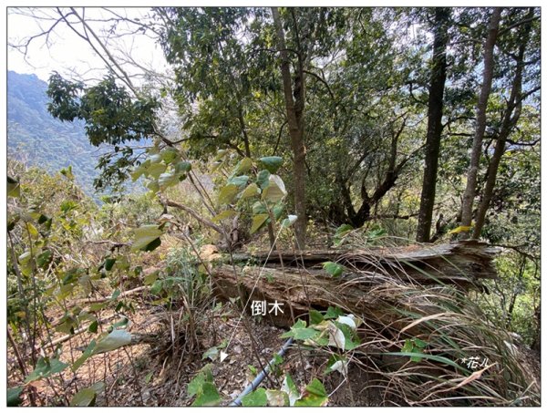 裡冷山、裡冷山南峰、公路局基石3031235