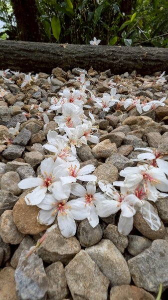114.05.04三芝桐花步道-百年田梯步道-大鵬足湯公園2779893