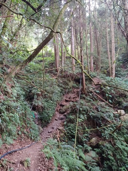 【新竹五峰】迷霧山林。 民都有山登山步道(面托油山)x民都有山北峰2991871