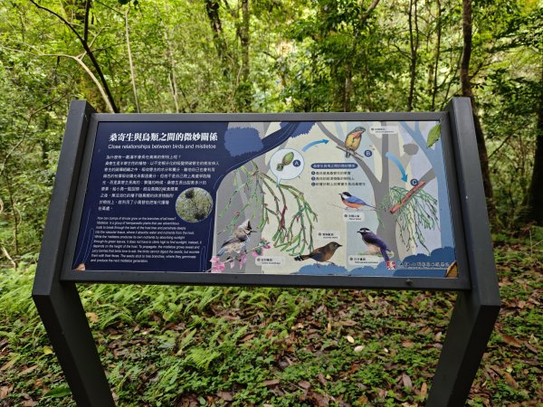 2025_0713 拉拉山神木群步道2837275