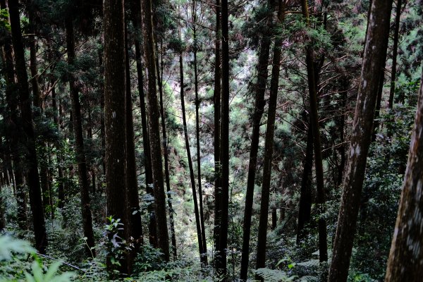 【高雄-小百岳】藤枝山771109