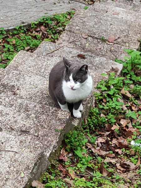 臺北大縱走第七段&第八段3019187