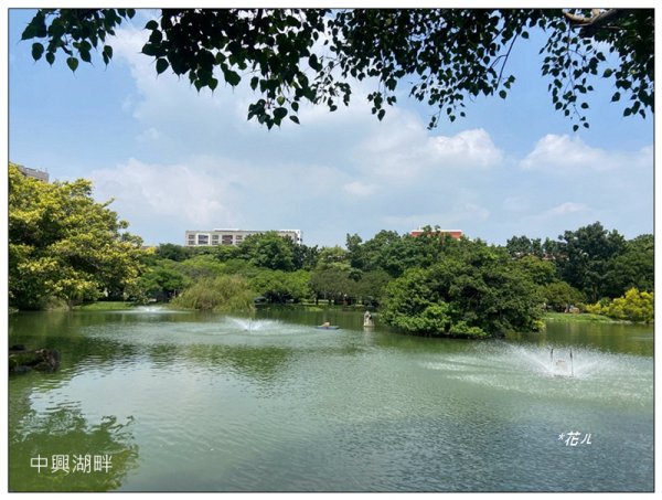 恒春黄槿の花開2906620