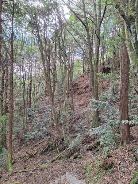 觀霧之榛山O型202411232653956