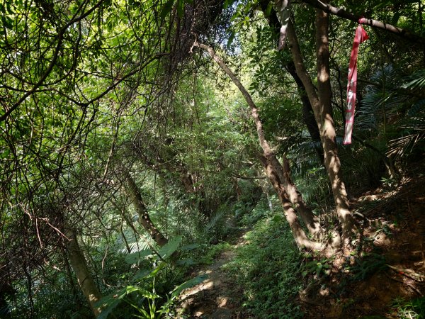 [淡蘭古道] 2026_0531 北路第一段_苧仔潭古道3070496