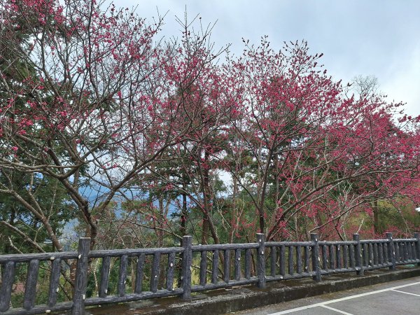 樟之細路RSA45(協雲宮至沖庫山來回)+和興山202501312702837