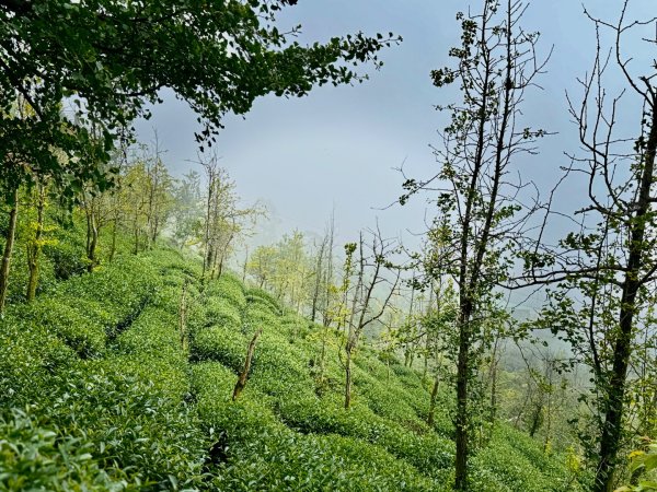 羊彎上武岫大崙山茶園尋山頭2824906