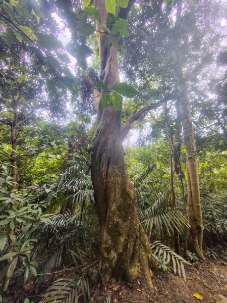 鳳鳴古道 鳳鳴山 南隘勇（南長城）古道 三湖山 八達嶺（龍骨）古道 綠色古道 延平古道2975320