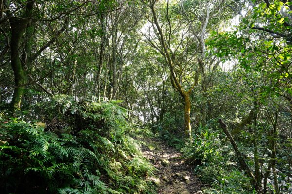 臺北 二格山、南邦寮山、阿柔洋山2570412