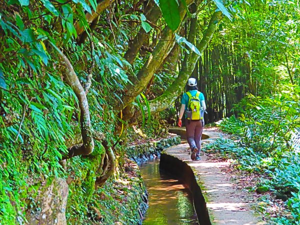 夏日水圳古道之旅：走坪頂古圳步道消暑去637502