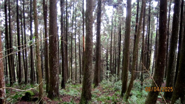 【油羅山/露營】 仙境舒活健走，雲端徜徉野趣！2887915