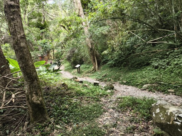 [百山百鳥尋旅-09/15] 2025_0920 滿月圓國家森林遊樂區步道群2893072