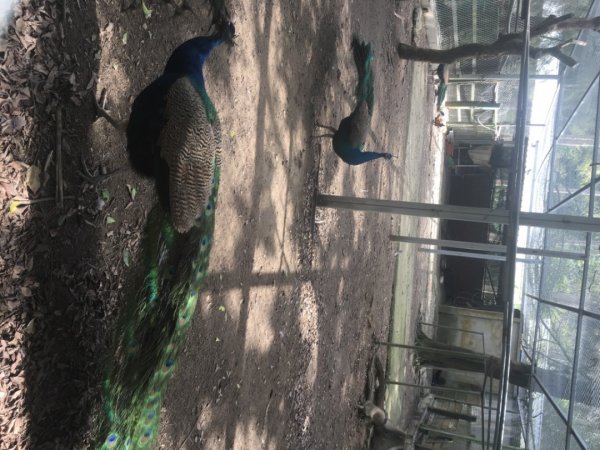 水牛城、百年土地公2036497