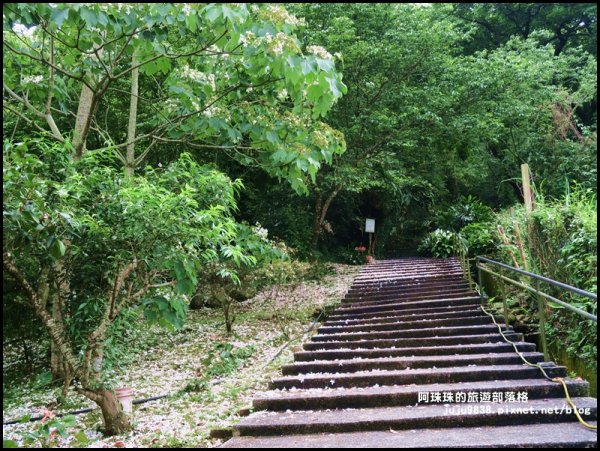    十一指古道包場賞桐花573597