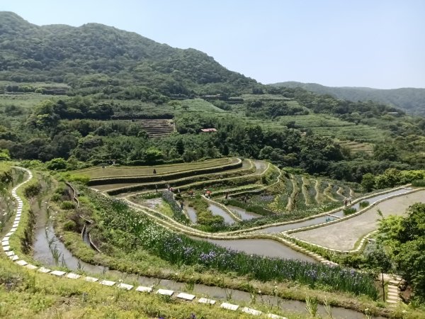 石門區嵩山百年水梯田鳶尾花祭+阡陌步道2763530