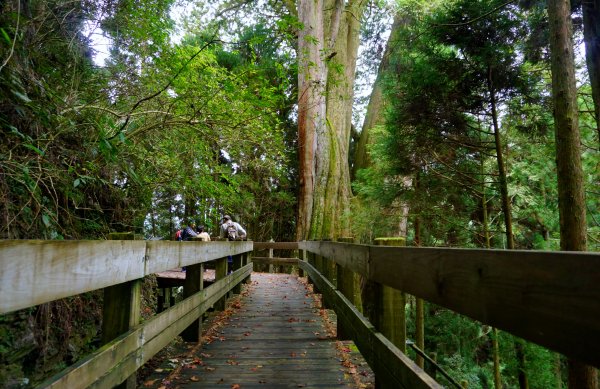 檜山巨木森林步道481563
