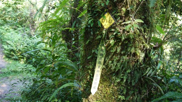 松蘿湖單攻登山健行趣（步道）1522171