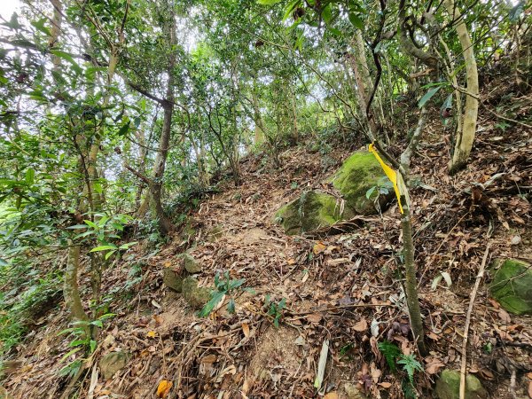 20241222二載山與大橫屏山南峰(追加鹽菜甕山、鹽菜甕下山)2721502