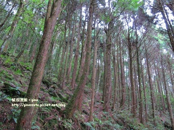 【台中。和平】翻翻舊照來回味。 山林森呼吸。 橫嶺山登山步道