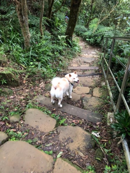 南勢角山（烘爐地—青春步道）550205