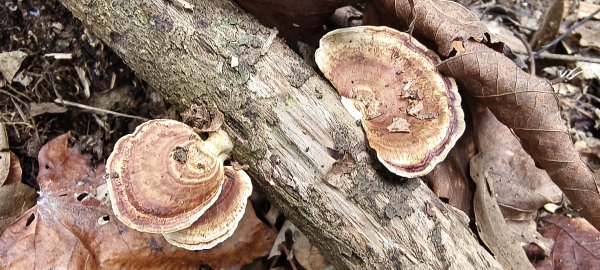 2026/03/15 白冷山步道3016804