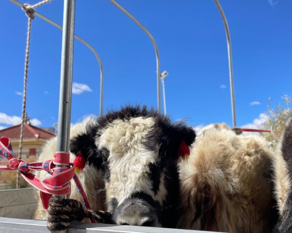 西藏♥️可愛動物🐎人物寫真/拉薩旅拍/美食2902905