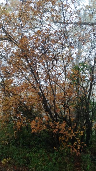  秋的色彩繽紛絢麗，美的讓人讚嘆不已!456349