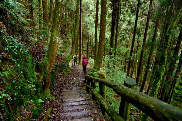 檜山巨木森林步道481546