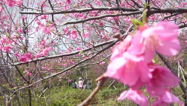 初一走春～樹林大棟山、靑龍嶺、大同山1268039