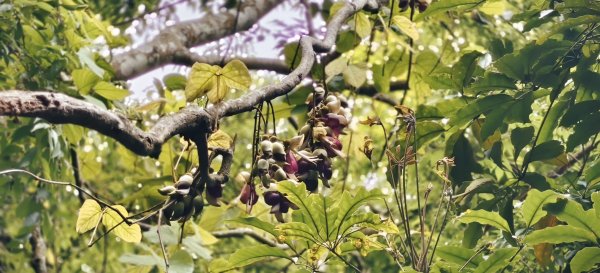 2025/04/20_鷂婆山步道2766607