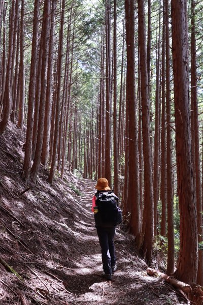 熊野参詣道小辺路：山と村をつなぐ古の道2923373