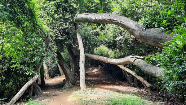 《新竹》青青石階｜娥眉藤坪步道及萬佛庵步道202509132883898