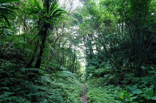 新北 三峽 白雞山、雞罩山2551206